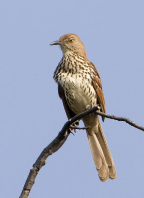 BrownThrasher95.jpg