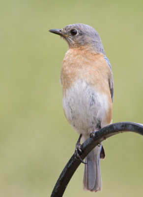 EasternBluebird148.jpg