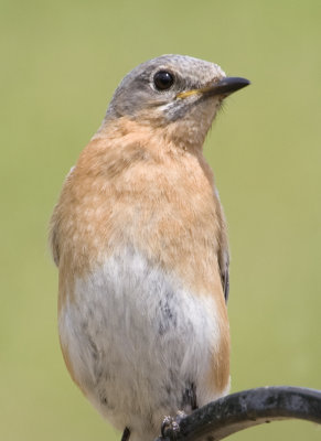 EasternBluebird150.jpg