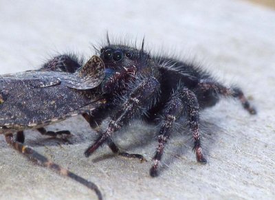 BoldJumpingSpider_Prey6.jpg