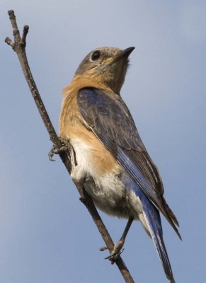 EasternBluebird164.jpg