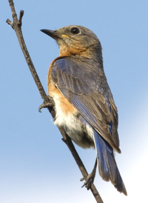 Thrushes