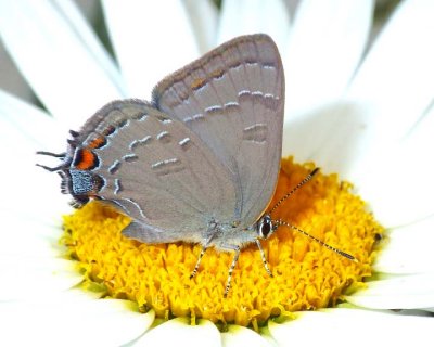 BandedHairstreak33.jpg