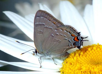BandedHairstreak26.jpg