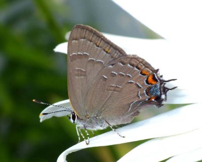 BandedHairstreak30.jpg