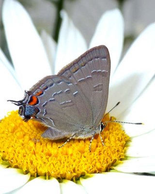 BandedHairstreak34.jpg