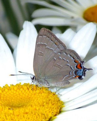 BandedHairstreak36.jpg