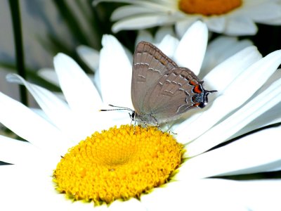 BandedHairstreak37.jpg