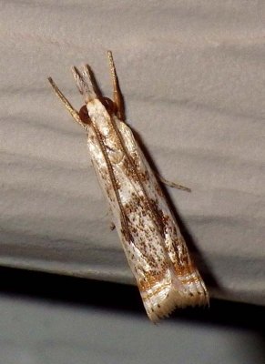 ElegantGrassVeneerMoth4.jpg