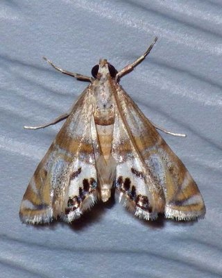 FeatherEdgedPetrophilaMoth15.jpg