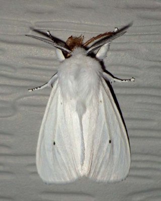 VirginianTigerMoth23.jpg