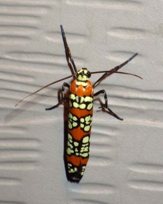 AilianthusWebworm5.jpg