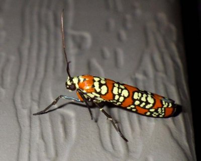 AlianthusWebworm6.jpg