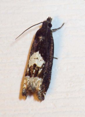 BidensBorerMoth1.jpg