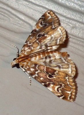 WaterlilyBorerMoth17.jpg