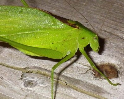 LesserAnglewingKatydid17.jpg