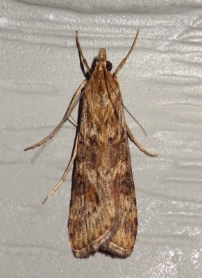 LucerneMoth7.jpg