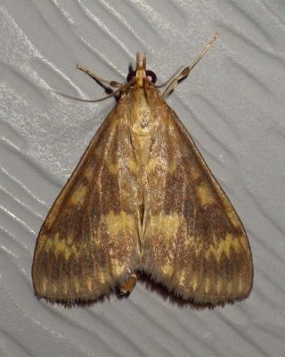 EuropeanCornBorerMoth15.jpg
