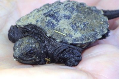 SnappingTurtleHatchling10.jpg