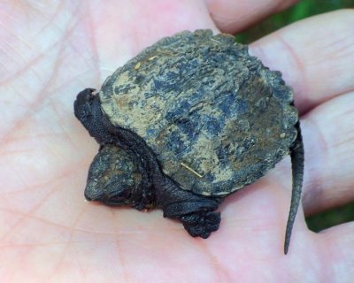 SnappingTurtleHatchling11.jpg