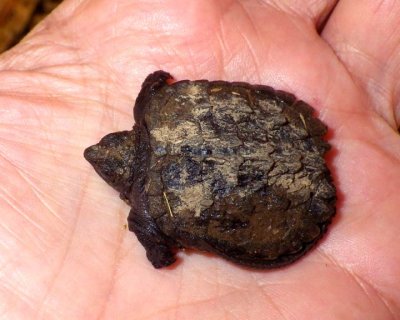 SnappingTurtleHatchling2.jpg