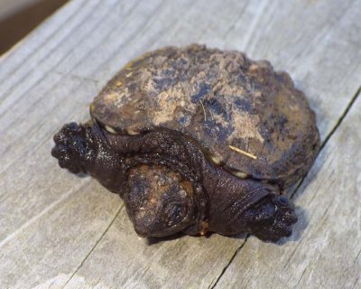 SnappingTurtleHatchling5.jpg