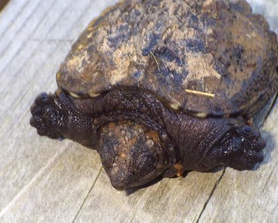 SnappingTurtleHatchling6.jpg