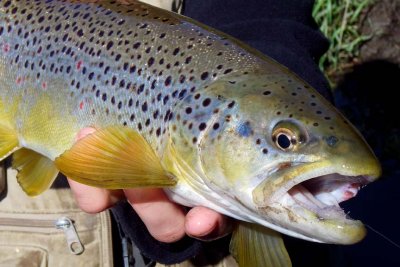 BrownTrout168.jpg