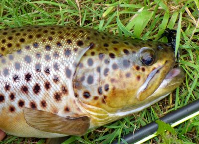 BrownTrout169.jpg