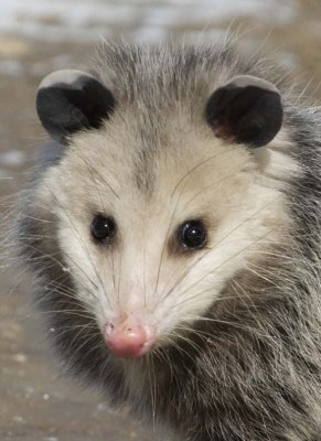 Possum26.jpg