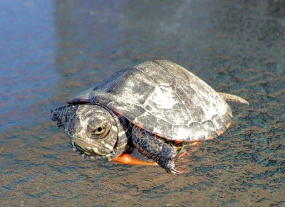 MidlandPaintedHatchling23.jpg