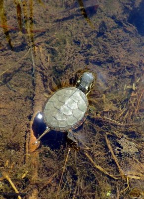 MidlandPaintedHatchling24.jpg