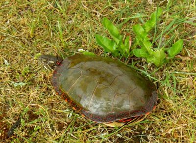 MidlandPaintedTurtle27.jpg
