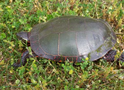 MidlandPaintedTurtle32.jpg