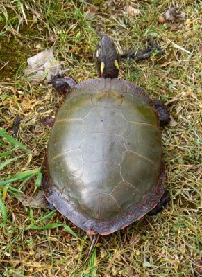 MidlandPaintedTurtle33.jpg