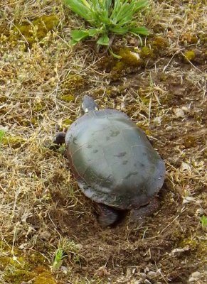 MidlandPaintedTurtle35.jpg