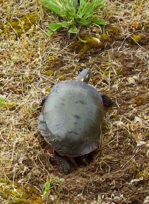 MidlandPaintedTurtle36.jpg