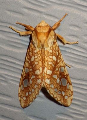 HickoryTussockMoth5.jpg