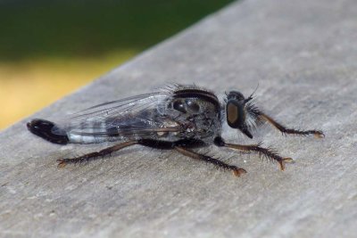 Robberfly78.jpg