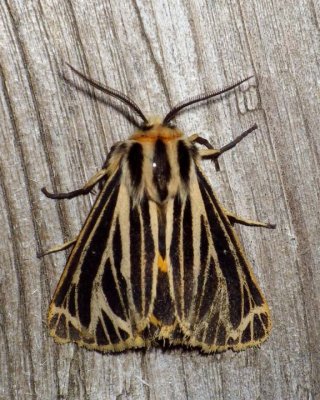 LittleVirginTigerMoth5.jpg