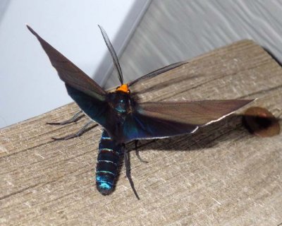 VerginiaCtenuchidMoth27.jpg
