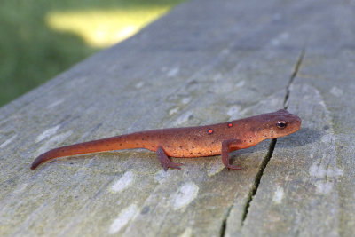 EasternRedSpottedNewt16.jpg