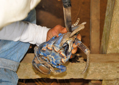 Coconut Crab (Robber Crab) - Bellona Island