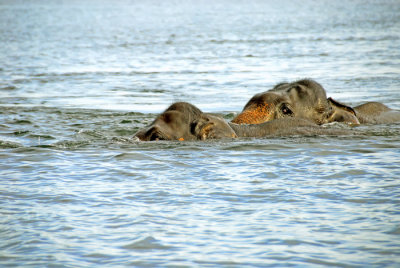 Elephants Swim - Gal Oya Tank - Sri Lanka