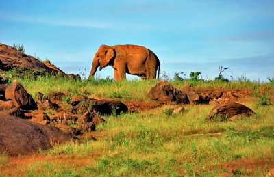 Gal Oya Elephant - Sri Lanka