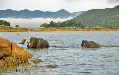 Gal Oya Elephants Swim -  Sri Lanka 