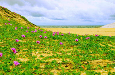 Beach at Okanda - Sri Lanka