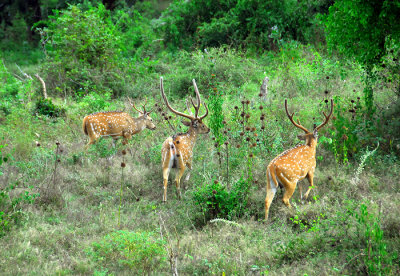 Spotted Deer - Sri Lanka