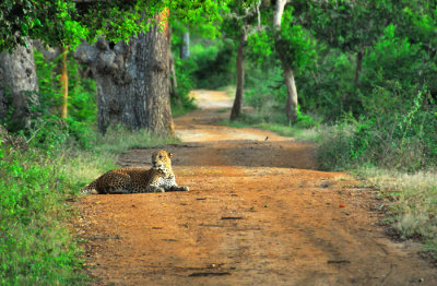 Leopard - Yala National Park - Sri Lanka