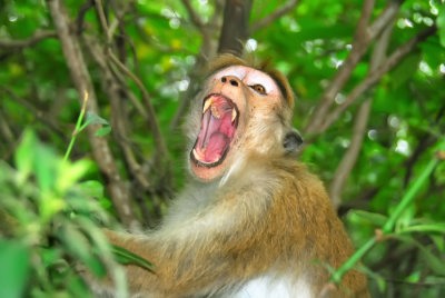 Wild Monkey - Sri Lanka